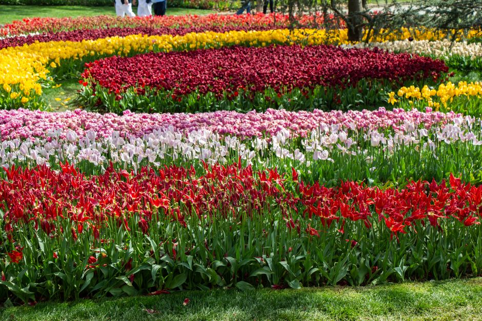 A vibrant display of tulips in a variety of colors arranged in neat rows within a park setting, likely in Harlington. The foreground features bright red tulips with smooth petals and sturdy green stem