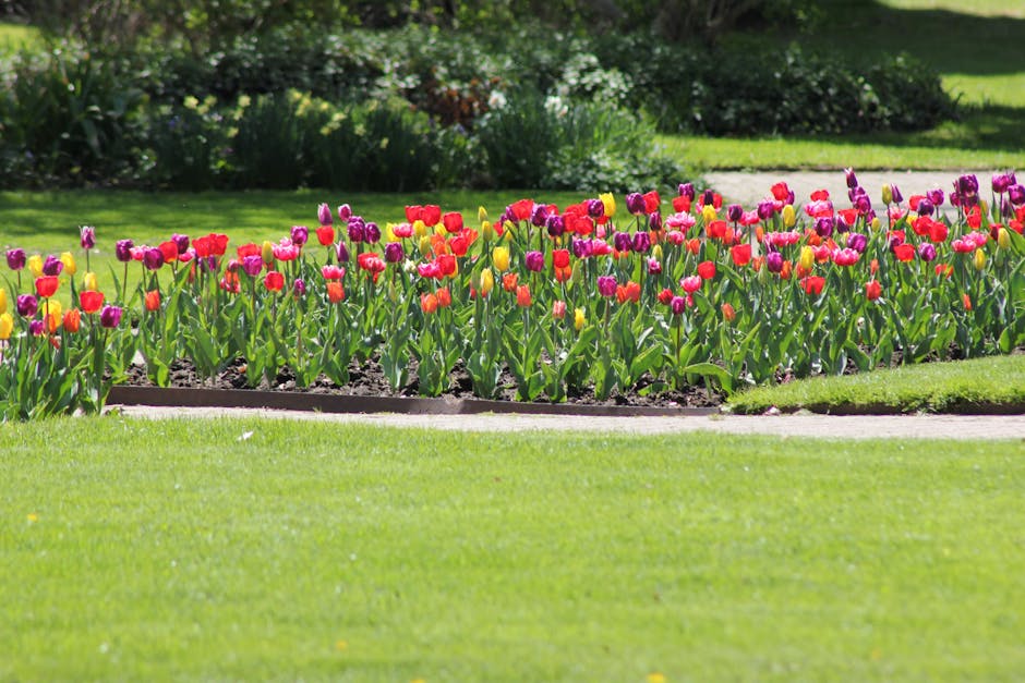 A vibrant flowerbed of tulips in full bloom, featuring a mix of pink, red, yellow, and purple flowers with lush green stems and leaves. The tulips are arranged in a neat, linear bed bordered by dark s