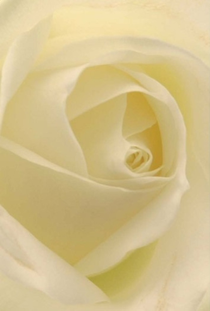To witness this white rose up close is to experience the sophisticated layering and soft radiance so inherent to Harlington's gentle charm. Each petal is crafted in a seamless swirl, blending creamy whites and barely-there hints of pale gold, illuminated by light that seems to flow directly through the bloom's delicate architecture. The composition exudes peace-ideal for a refined wedding arrangement, a gesture of reconciliation, or a tribute to enduring love in the heart of Harlington. Its spiraled core speaks clearly of purity, resilience, and calm, echoing the steadiness of the local landscape. Every subtle shift in shadow and tone enhances its beauty, much like the effect of natural light on a summer morning. The scent you might imagine-subtly sweet, softly fresh-offers a moment of clarity and gentle reflection. Crafted thoughtfully by hands at Flower Delivery Harlington, this rose becomes more than a flower: it's a messenger of sincerity and hope, perfect for those moments when only the truest emotions will suffice.